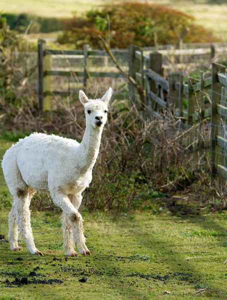 White Alpaca in a field — Stock Photo, Image