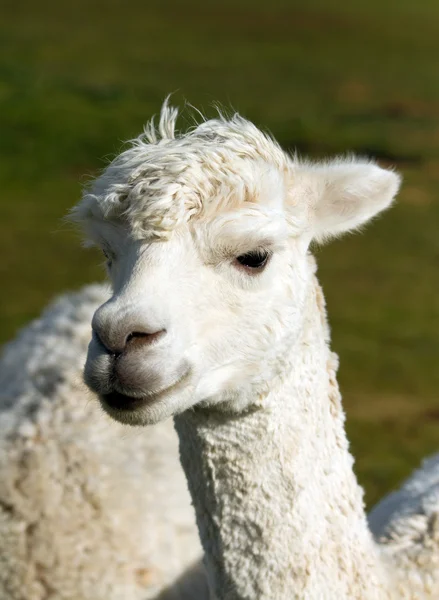 Alpaca portrait — Stock Photo, Image