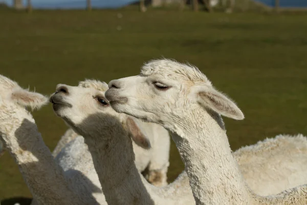 Twee witte Alpaca 's — Stockfoto