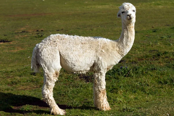 Alpaca in profiel — Stockfoto