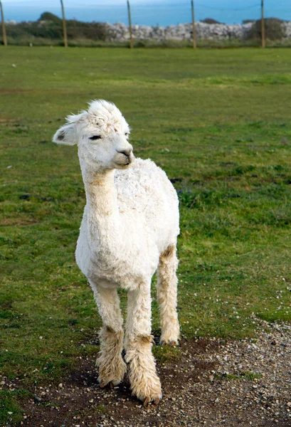 น่ารักสีขาว Alpaca — ภาพถ่ายสต็อก
