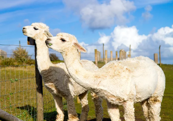 아름 다운 푸른 하늘에 대 한 두 개의 Alpacas — 스톡 사진