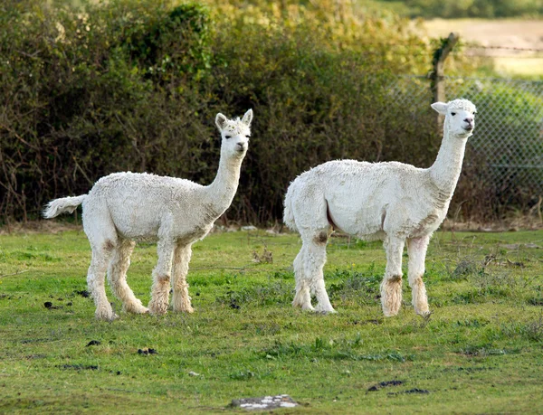 Δύο λευκό alpacas σε ένα αγρόκτημα Φωτογραφία Αρχείου