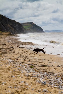dorset charmouth plajda Siyah labrador