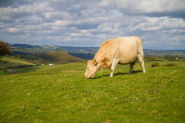 Cow grazing in English countryside clipart