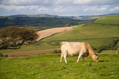 Cow grazing in Dorset countryside clipart