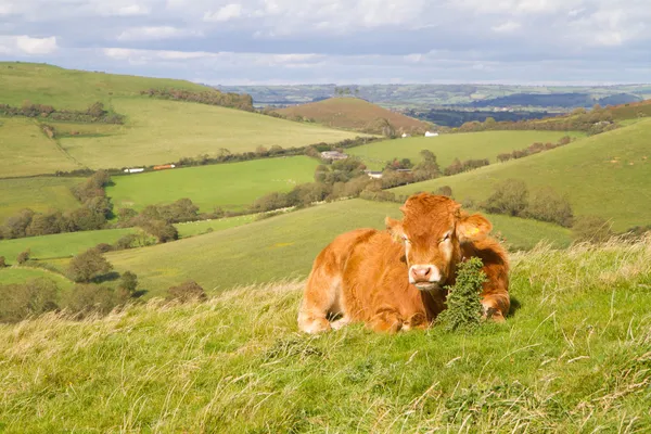 Kuh weidet in ruhiger Landschaft — Stockfoto
