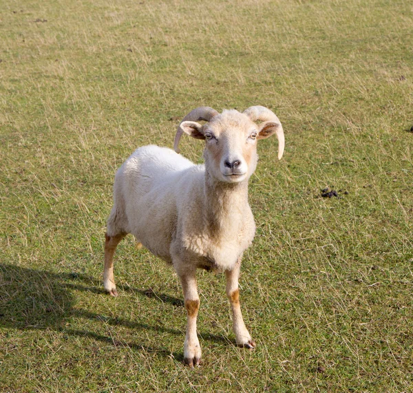 Portland Sheep de Dorset Inglaterra — Fotografia de Stock