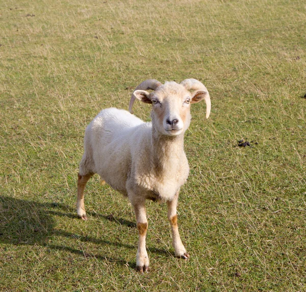 Portland Sheep desde Dorset England — Foto de Stock