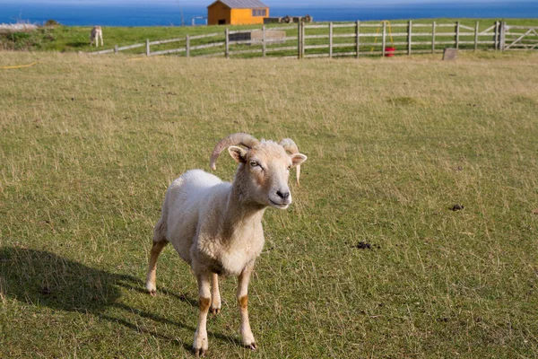 Portland fåren från dorset england — Stockfoto