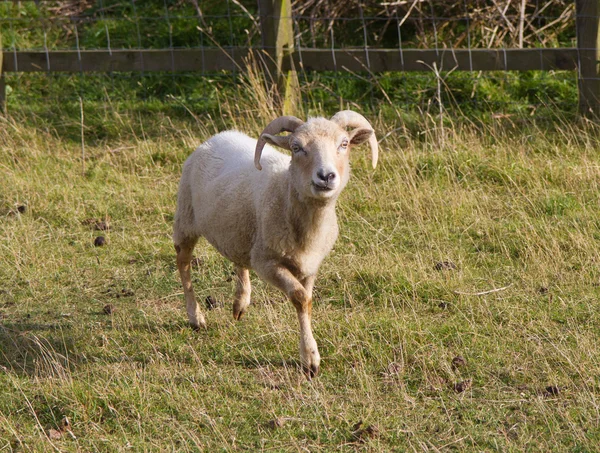 Portland schapen — Stockfoto