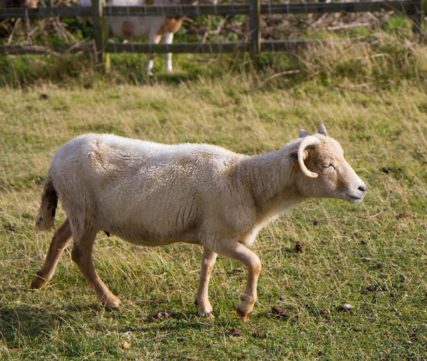 Moutons de Portland — Photo