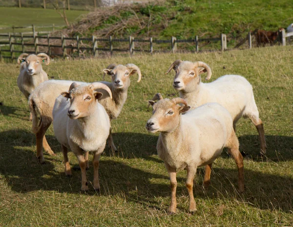 Grupo de ovejas de Portland raras — Foto de Stock