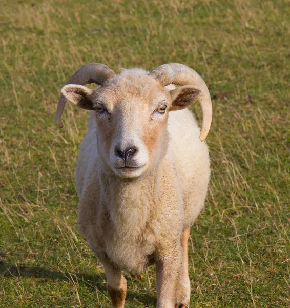 Portland fåren från isle of portland england — Stockfoto