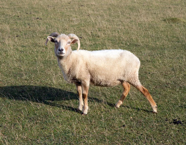 Portland Sheep uma raça muito rara — Fotografia de Stock