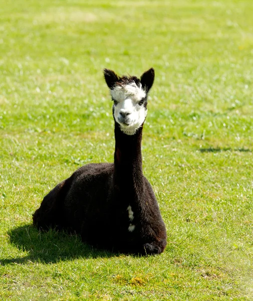 Black Alpaca — Stock Photo, Image