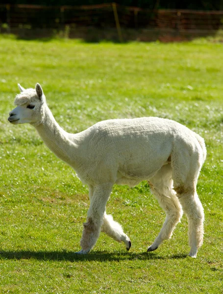 White Alpaca — Stock Photo, Image