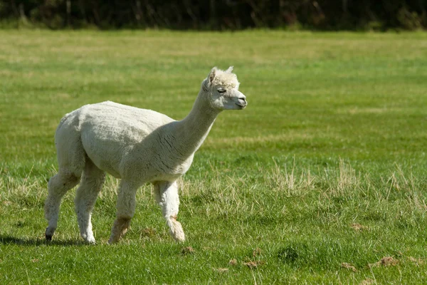 White Alpaca — Stock Photo, Image
