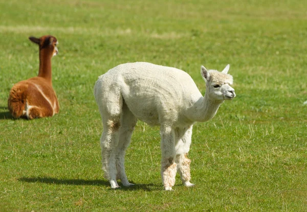 Alpacas σε ένα πεδίο — Φωτογραφία Αρχείου