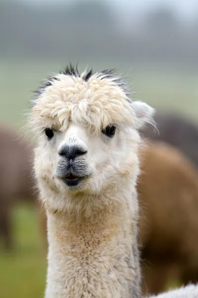 Retrato de alpaca — Fotografia de Stock