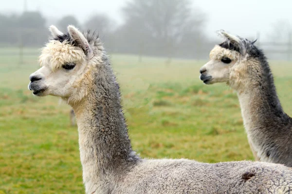 Pair of Alpacas — Stock Photo, Image