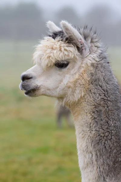 Alpaka im Profil. — Stockfoto