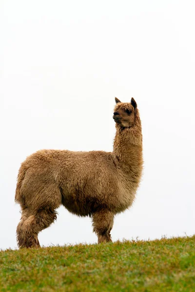 Behaarte Alpakas am Horizont Stockbild