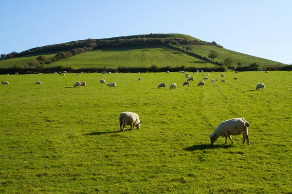 Schafe am Fuße des Brent-Hügels Salto — Stockfoto