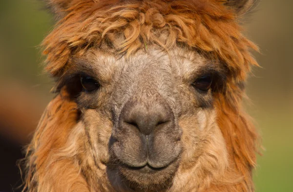 Alpaca cabeza y ojos sonriente cara —  Fotos de Stock