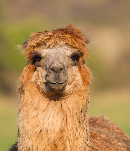 Braunes Alpaka-Weibchen vor laufender Kamera — Stockfoto