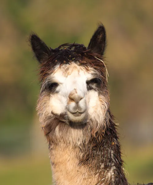 Retrato femenino de Alpaca — Foto de Stock