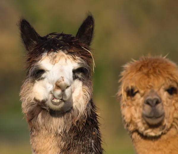 Δύο alpacas πορτρέτο — Φωτογραφία Αρχείου