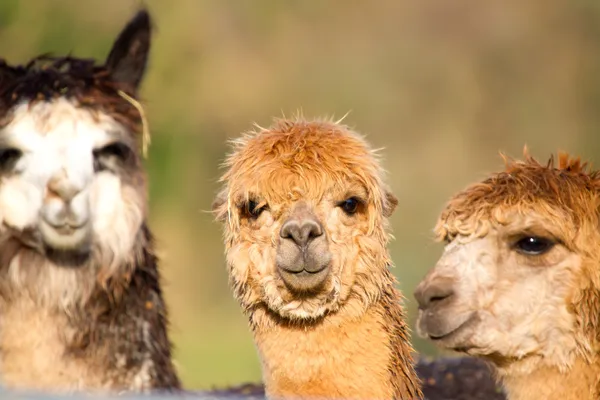 หญิง Alpacas เช่น llamas — ภาพถ่ายสต็อก