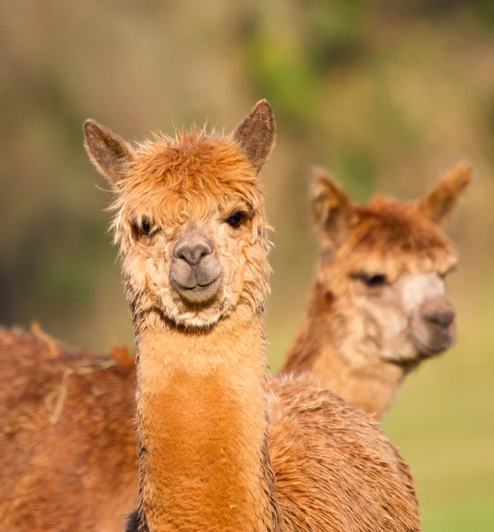 Alpaca fêmea como lhama — Fotografia de Stock