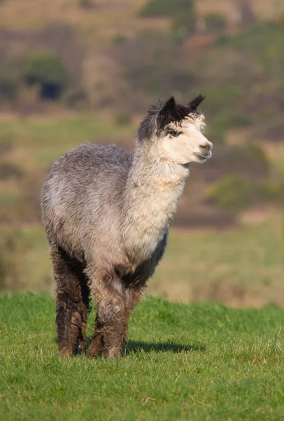 Manliga Alpacka liksom lamadjur gård fältet — Stockfoto