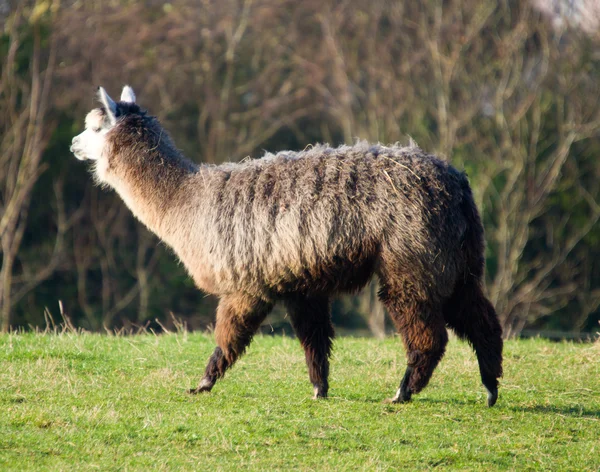 Alpaca fêmea como lhama no campo — Fotografia de Stock