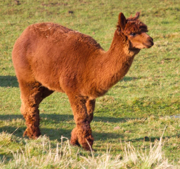 Braune Alpaka-Weibchen wie Lamas — Stockfoto
