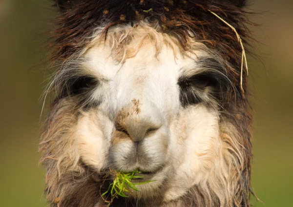 Ritratto femminile di Alpaca durante il pranzo all'erba — Foto Stock