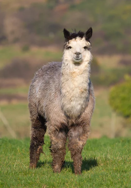 Alpakamännchen auf dem Feld Stockbild