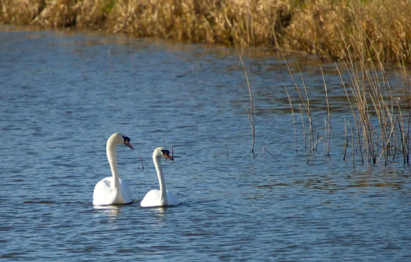 Swans on river — Stock Photo, Image