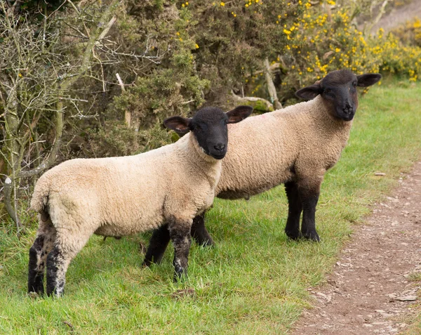 Δύο μαύρα πρόβατα που αντιμετωπίζουν — Φωτογραφία Αρχείου