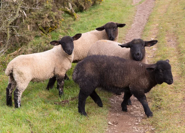 Zwarte schaap van de familie — Stockfoto