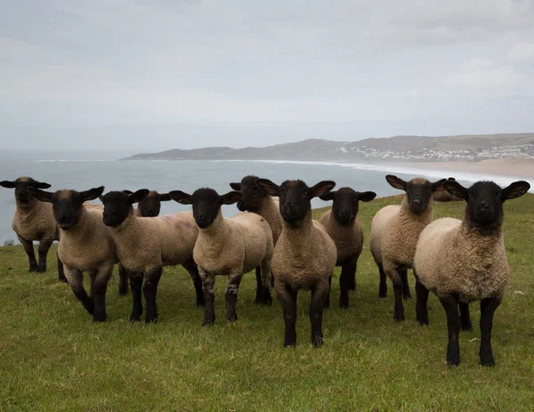 Zwarte geconfronteerd schapen — Stockfoto