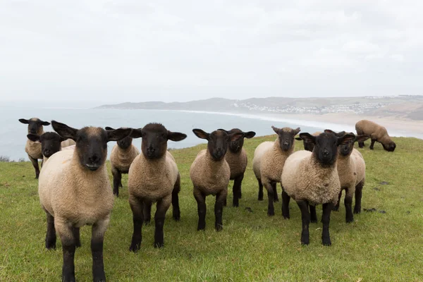 Κοπάδι μαύρα πρόβατα που αντιμετωπίζουν — Φωτογραφία Αρχείου