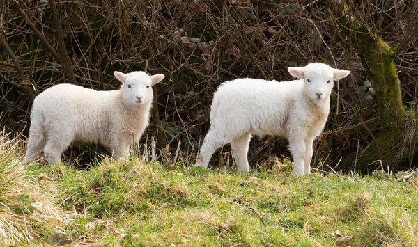 Witte lammeren — Stockfoto