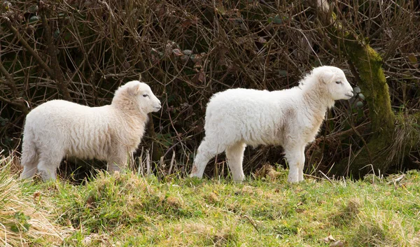 Två vita lamm — Stockfoto