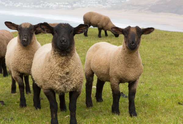 Schafe mit schwarzem Gesicht und Beinen Stockbild