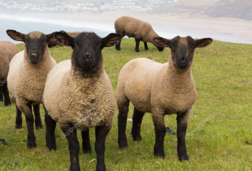 Sheep with black face and legs Stock Photo by ©acceleratorhams 24082355