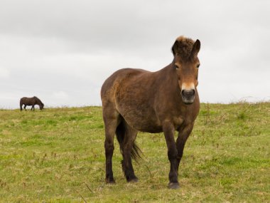 Exmoor midilli quantock hills İngiltere İngiltere somerset