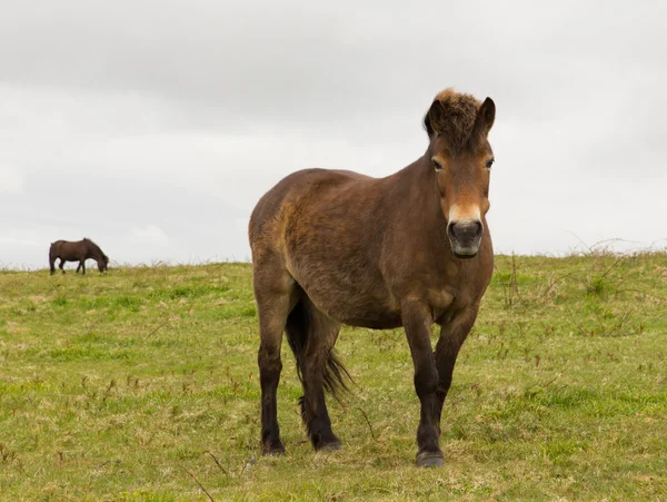 Exmoor Pony Quantock Hills Somerset England Storbritannia – stockfoto